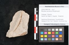 Foto (Objekt + Etikett) von Muscites savinensis Ettingshausen 1885 (NHMW-GEO-2024-0188-6744)
